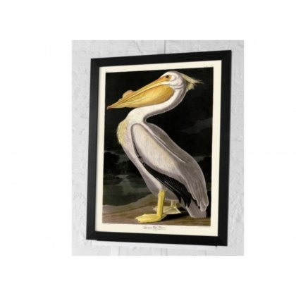 American White Pelican American White Pelican