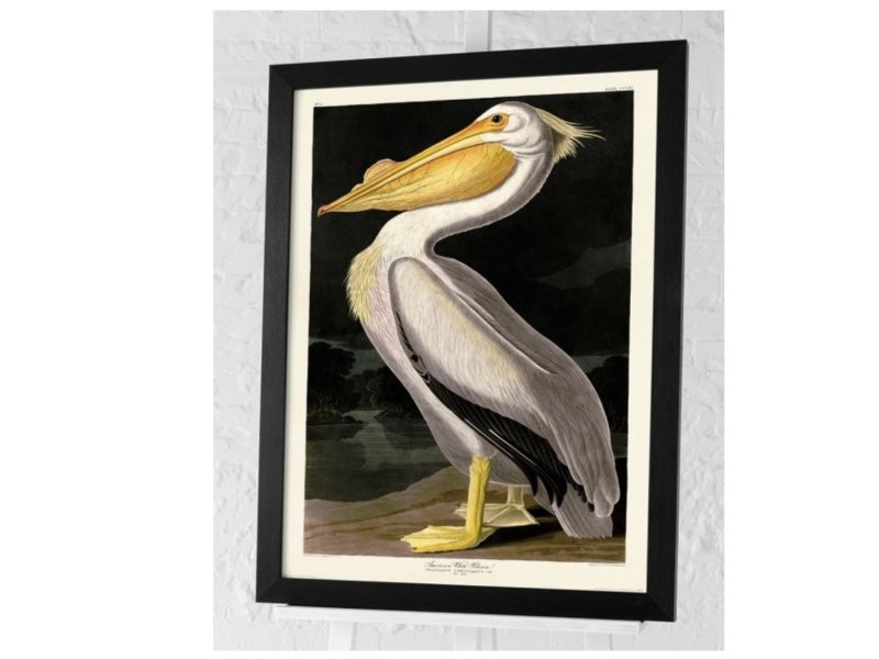 Beadle Crome Interiors American White Pelican